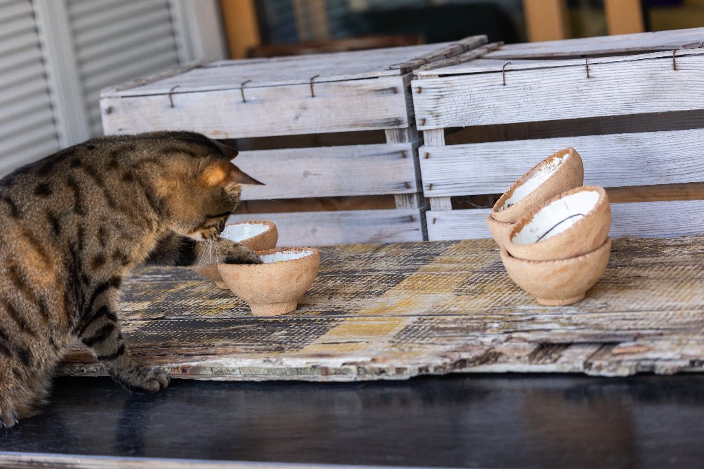 Cat - ciotola per gatto fatta a mano